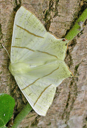 Swallow-tailed Moth