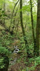 Acer binzayedii