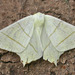 Swallow-tailed Moth - Photo (c) Tony Morris, some rights reserved (CC BY-NC)