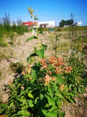 Koenigia weyrichii
