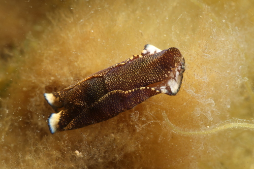 Tubulophilinopsis reticulata