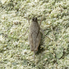 Systolederus cinereus