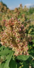 Koenigia weyrichii