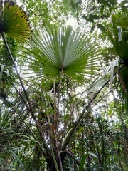 Satranala