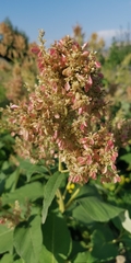 Koenigia weyrichii
