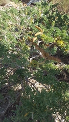 Adenocarpus hispanicus