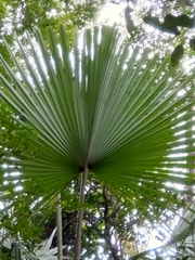 Satranala
