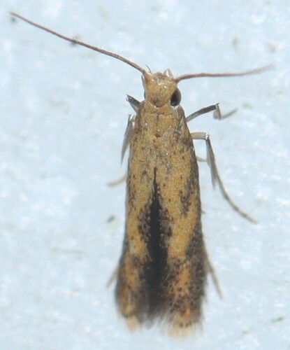 Triclonella bicoloripennis photo 2