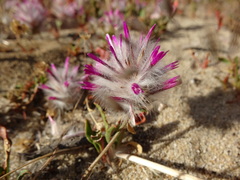 Ptilotus manglesii