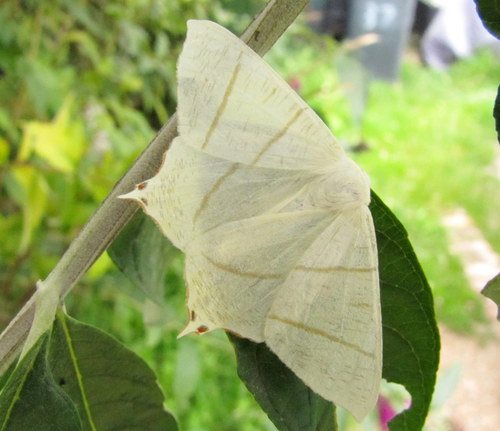 Swallow-tailed Moth