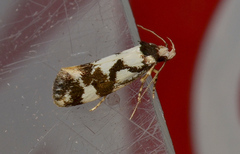 Machetis aphrobola