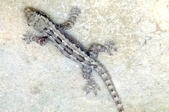 Hemidactylus platyurus
