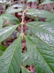Pauridiantha paucinervis image