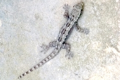 Hemidactylus platyurus
