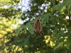 Araneus ventricosus
