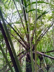 Satranala