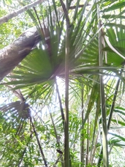 Satranala