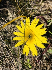 Arctotis angustifolia
