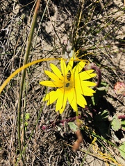 Arctotis angustifolia