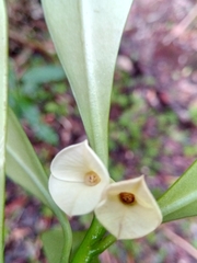 Euphorbia thouarsiana image