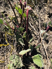 Arctotis angustifolia