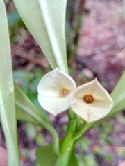 Euphorbia thouarsiana image