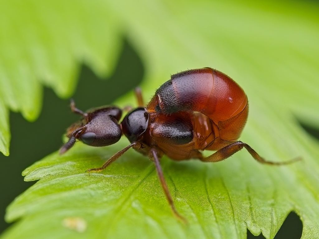 Strabocephalium