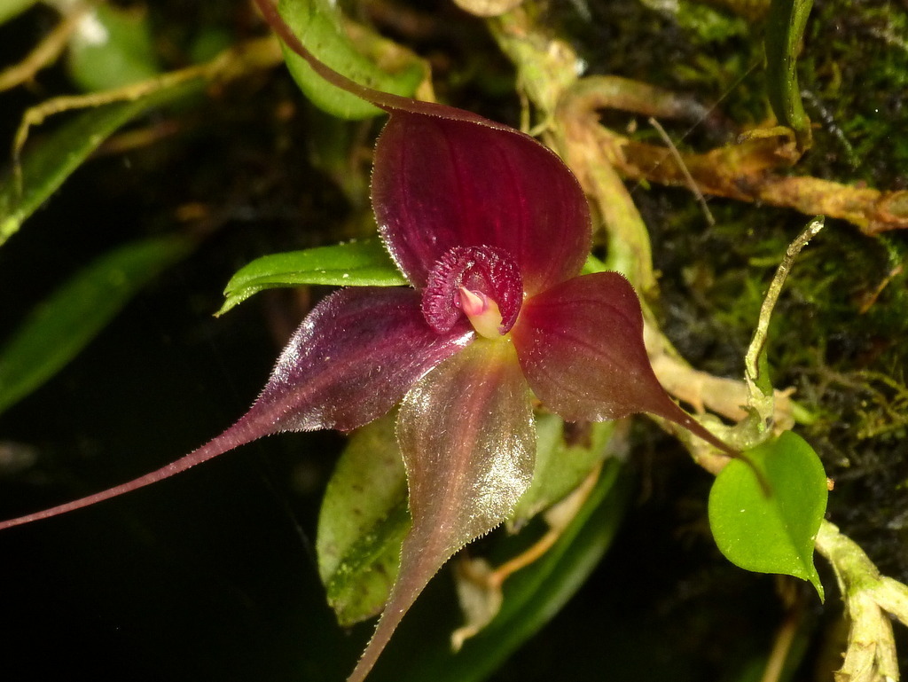 Brachionidium ingramii