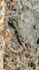 Iberolacerta cyreni