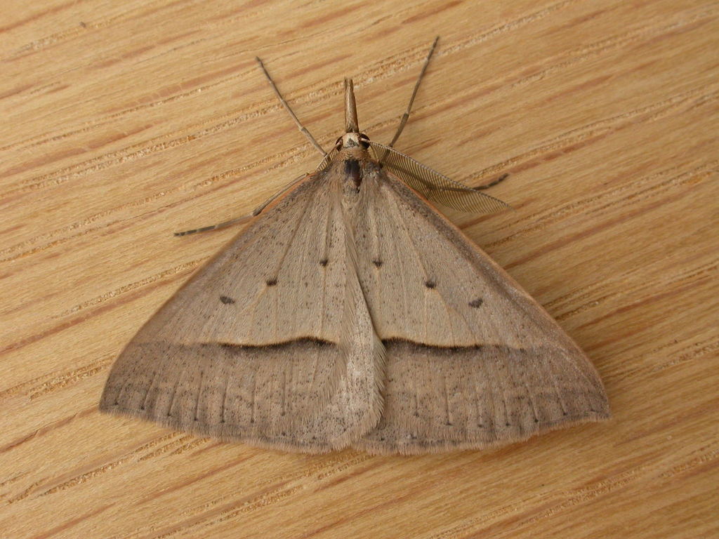 Epidesmia hypenaria