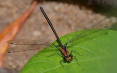 Austroargiolestes aureus