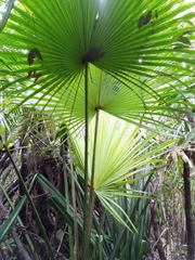 Satranala