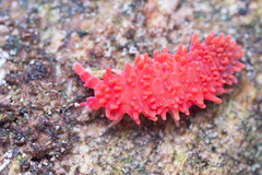 Caledonimeria mirabilis