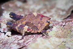 Hyperyboella orphania