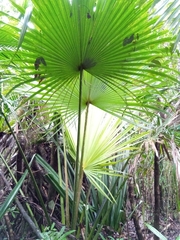 Satranala