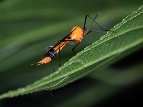 Gynoplistia (Gynoplistia) williamsi