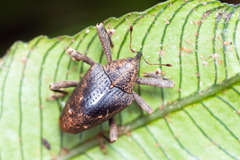 Idastes gibbosus