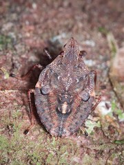 Polycarmes