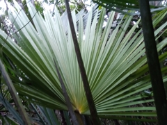 Satranala