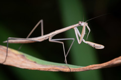 Tenodera costalis