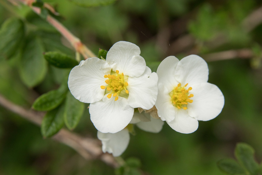 Dasiphora mandshurica