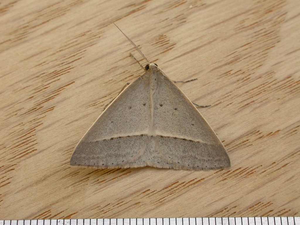 Epidesmia perfabricata
