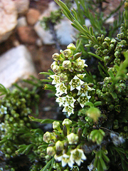 Thesium phyllostachyum