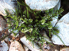 Thesium phyllostachyum