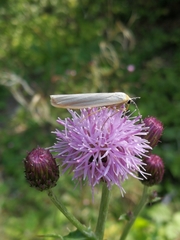 Eilema lurideola