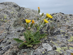 Hieracium amplexicaule