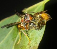 Polistes fuscatus