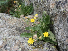 Hieracium amplexicaule
