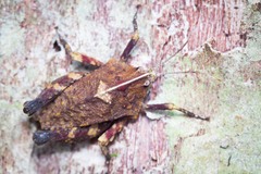 Hyperyboella orphania