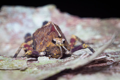 Hyperyboella orphania